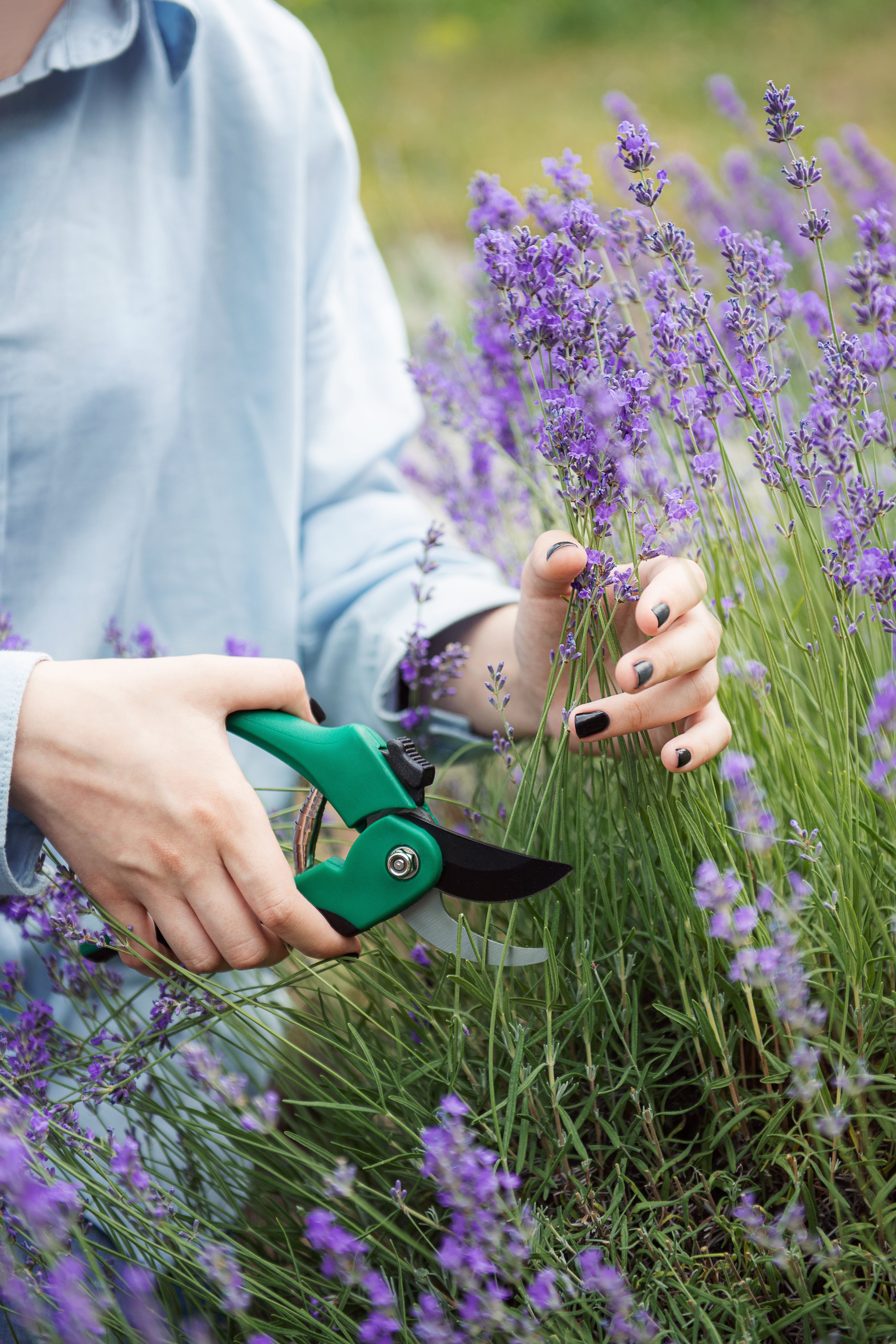 How to harvest lavender