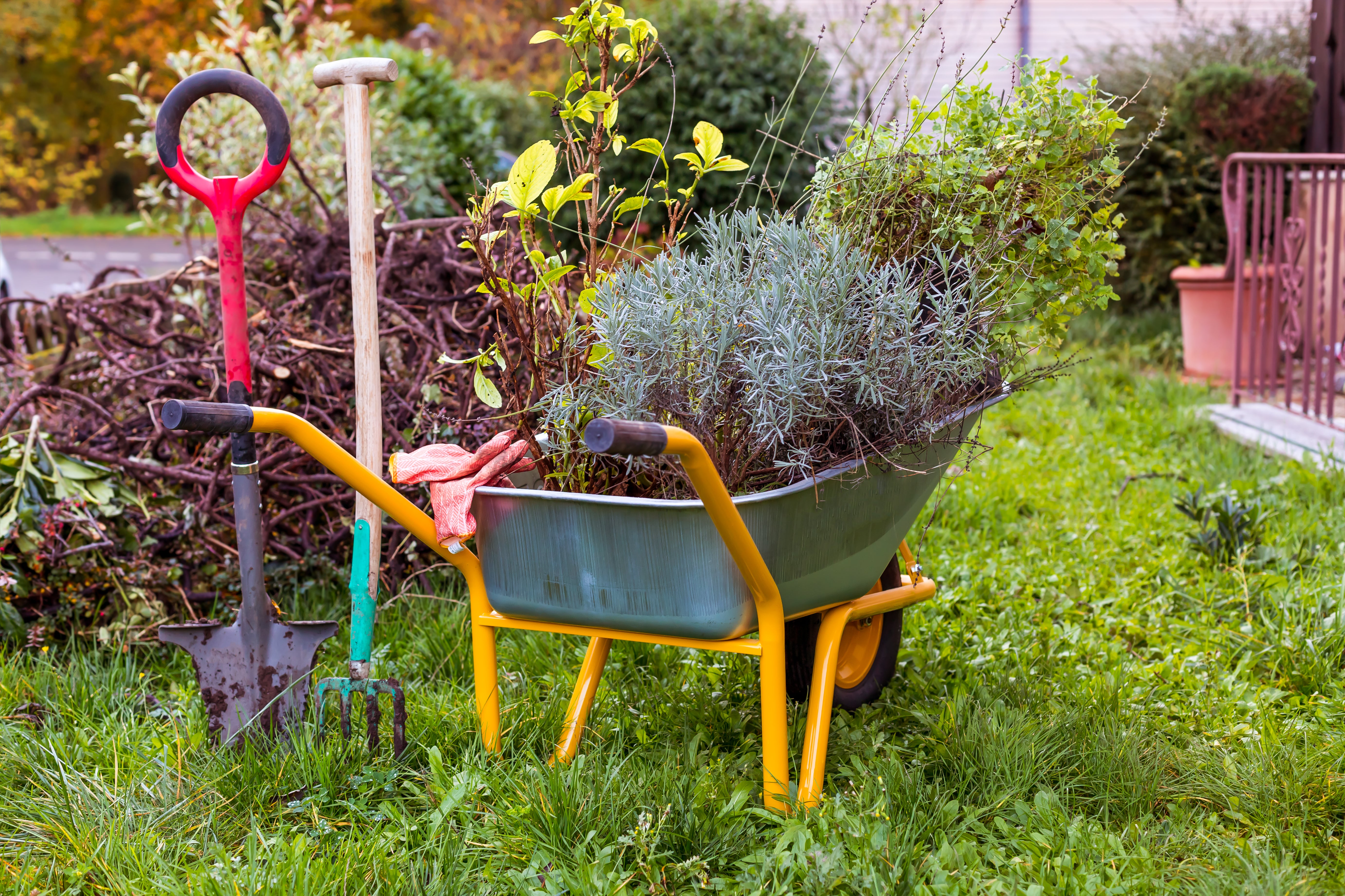 Is Your Lavender Ready for Winter?