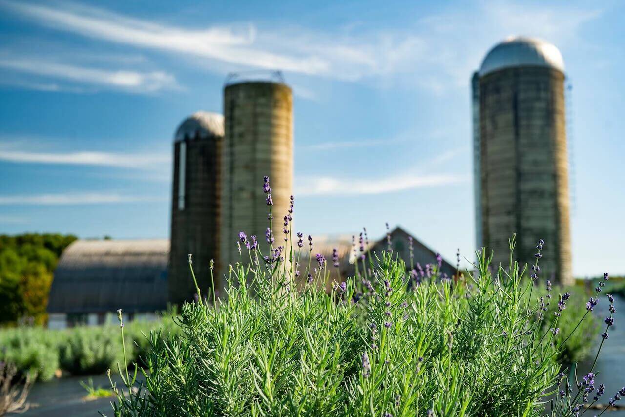 Lavender flowers and farm silos