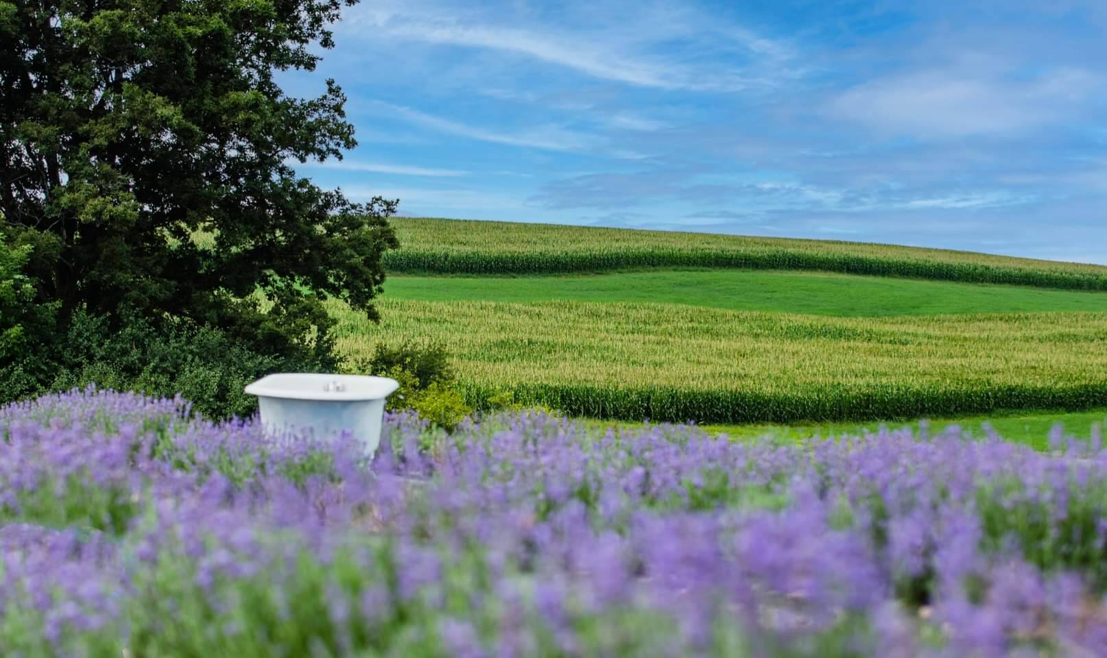 Lavender used for relaxation and evening self-care at Farmstead 1868