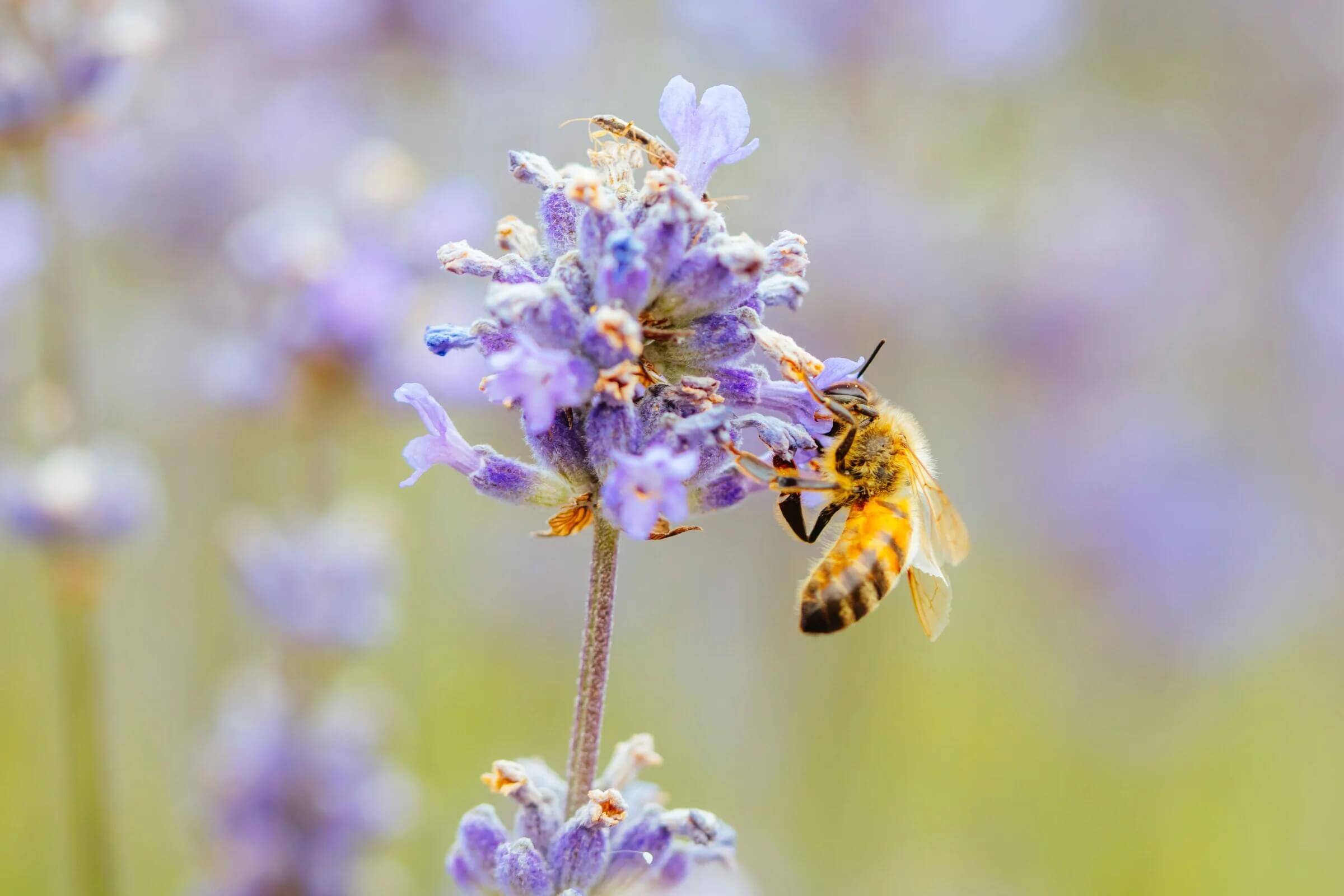 Bee on a lavender plant at Farmstead 1868 in Cazenovia NY