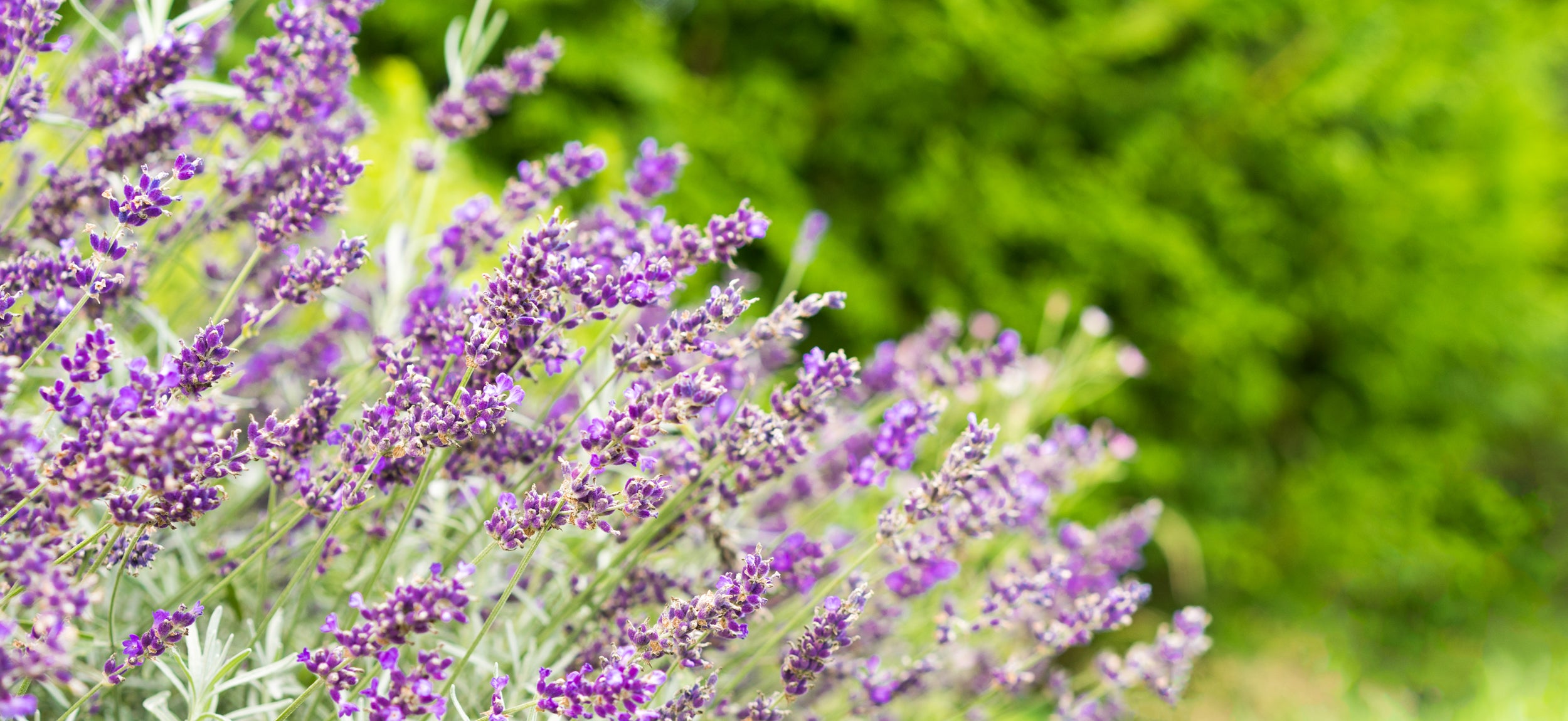 Lavender field in summer at Farmstead 1868 in Cazenovia NY